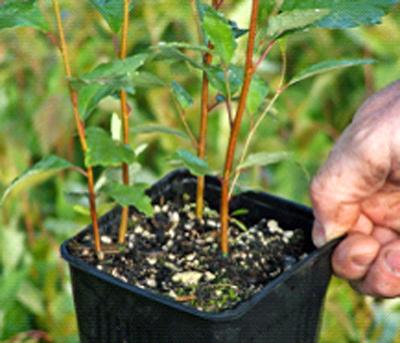 Betula nigra – Willamette Nurseries, Inc