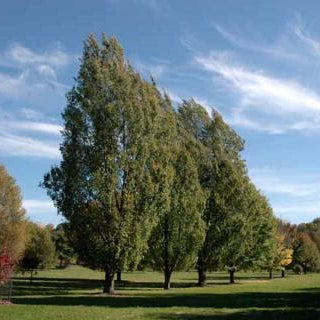 Acer x freemani ‘Armstrong’