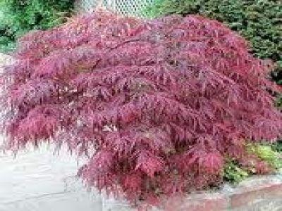 Acer palmatum 'Atropurpureum'