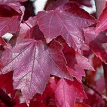 Acer rubrum 'Brandywine'