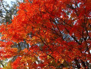 Acer x freemani ’Celzam’ (PP7279)