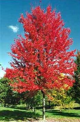 Acer x freemani 'Jeffersred'