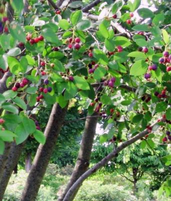 Amelanchier x grandiflora 'Autumn Brilliance' (PP5717)