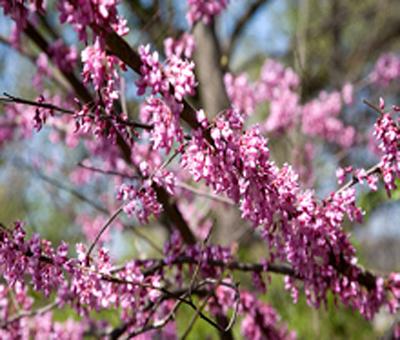 Cercis canadensis