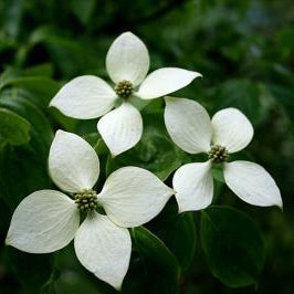 Cornus kousa 'Chinensis'