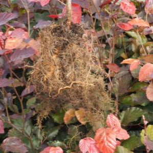 Fagus sylvatica 'purpurea'