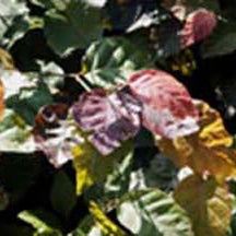Fagus sylvatica 'purpurea'