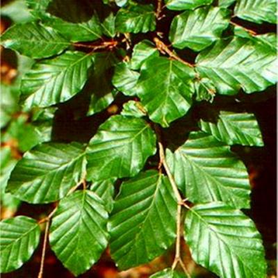 Fagus sylvatica