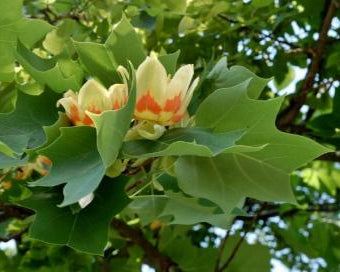 Liriodendron tulipifera