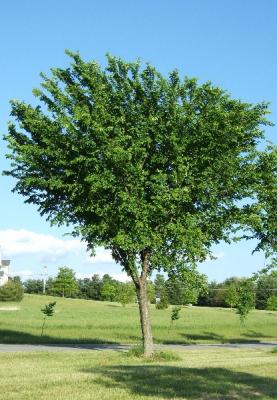 Ulmus americana 'New Harmony'