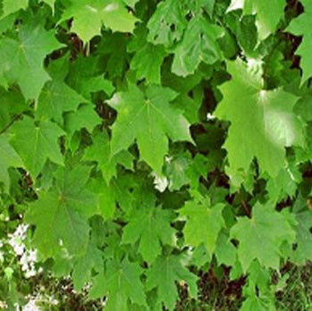 Acer platanoides
