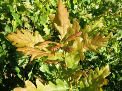 Quercus robur 'Fastigiata'