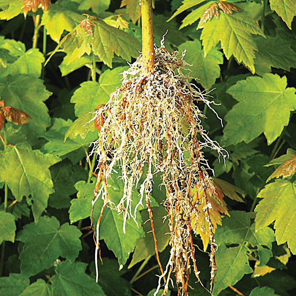 Acer rubrum 'Franksred'