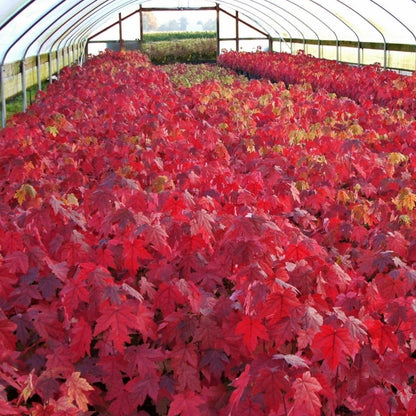 Acer x freemani 'Jeffersred'