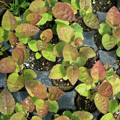 Amelanchier x grandiflora 'Autumn Brilliance' (PP5717)