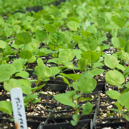 Liriodendron tulipifera