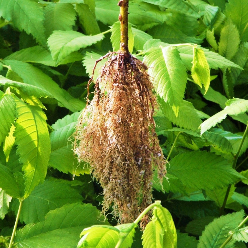 Ulmus americana 'Princeton'
