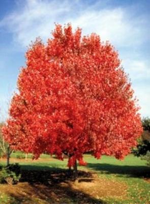 Acer rubrum 'October Glory' (PP2116)