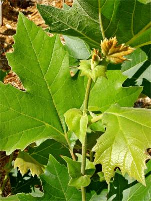 Platanus x acerifolia 'Morton Circle'