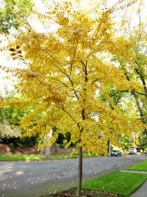Ulmus hybrid 'Patriot'