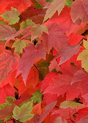 Acer rubrum 'Sun Valley'