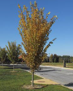 Ulmus americana 'Princeton'