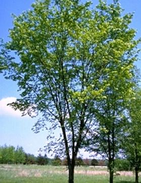 Ulmus americana 'Valley Forge'