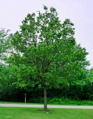 Celtis occidentalis