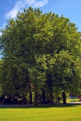 Platanus x acerifolia 'Bloodgood'