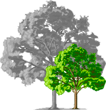 Prunus Marianna 2624