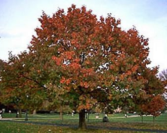 Quercus rubra