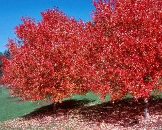 Acer rubrum 'Franksred'