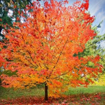 Acer saccharum