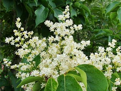 Syringa reticulate ‘Ivory Silk’