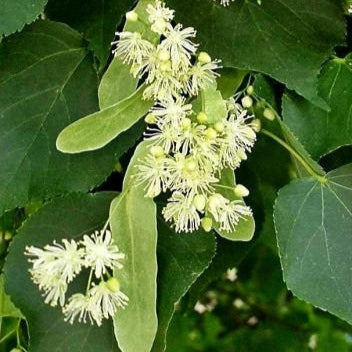 Tilia cordata