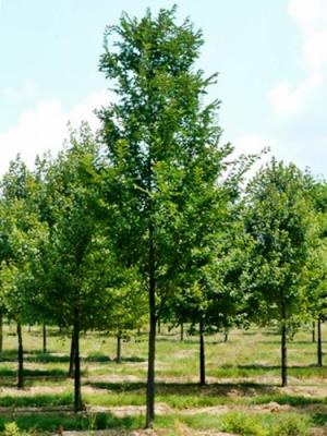 Ulmus hybrid 'Morton Glossy'