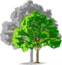 Prunus Myrobalan 29C